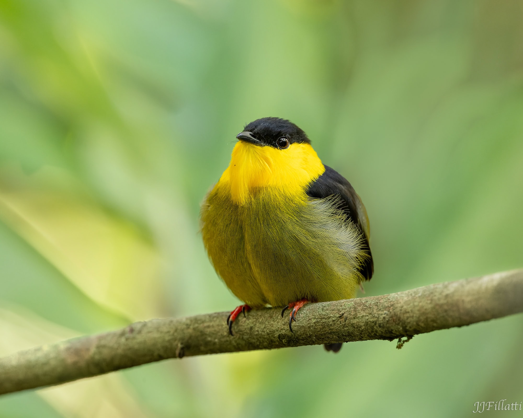 bird of colombia image 3